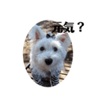 可愛い白犬（個別スタンプ：17）