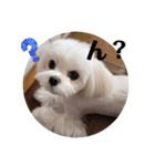 可愛い白犬（個別スタンプ：18）