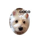 可愛い白犬（個別スタンプ：19）