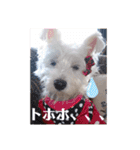 可愛い白犬（個別スタンプ：20）