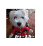可愛い白犬（個別スタンプ：21）