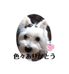 可愛い白犬（個別スタンプ：22）