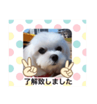 可愛い白犬（個別スタンプ：23）