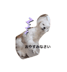 可愛い白犬（個別スタンプ：24）
