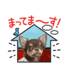 Dog School ∞ Eight（個別スタンプ：2）