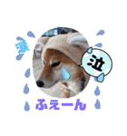 Dog School ∞ Eight（個別スタンプ：23）