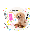 Dog School ∞ Eight（個別スタンプ：29）