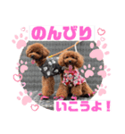 Dog School ∞ Eight（個別スタンプ：30）