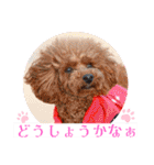 Dog School ∞ Eight（個別スタンプ：34）