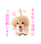 Dog School ∞ Eight（個別スタンプ：35）