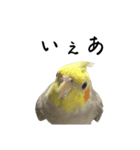 うちのカワイイちびっこたちPart19（個別スタンプ：5）