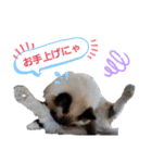 キュンとその仲間たち（個別スタンプ：13）