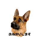 Belle the GSDPUPPY（個別スタンプ：1）
