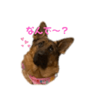 Belle the GSDPUPPY（個別スタンプ：2）