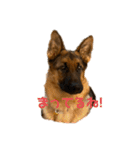 Belle the GSDPUPPY（個別スタンプ：3）