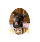 Belle the GSDPUPPY（個別スタンプ：4）