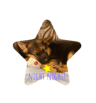 Belle the GSDPUPPY（個別スタンプ：5）