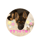 Belle the GSDPUPPY（個別スタンプ：7）