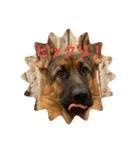 Belle the GSDPUPPY（個別スタンプ：8）