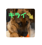 Belle the GSDPUPPY（個別スタンプ：9）