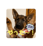 Belle the GSDPUPPY（個別スタンプ：11）