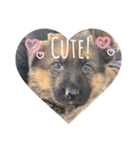 Belle the GSDPUPPY（個別スタンプ：12）