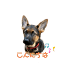 Belle the GSDPUPPY（個別スタンプ：13）