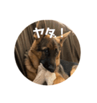 Belle the GSDPUPPY（個別スタンプ：15）