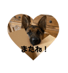 Belle the GSDPUPPY（個別スタンプ：16）