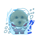 タイニープードルのくうたくん（個別スタンプ：1）