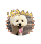 タイニープードルのくうたくん（個別スタンプ：2）