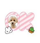 タイニープードルのくうたくん（個別スタンプ：3）