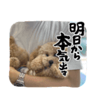 タイニープードルのくうたくん（個別スタンプ：5）