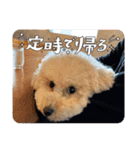 タイニープードルのくうたくん（個別スタンプ：7）