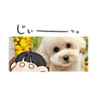 タイニープードルのくうたくん（個別スタンプ：8）