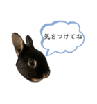 ネザーランドドワーフのおはぎ（個別スタンプ：21）