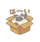 ひまねこ〜ヒマラヤンスタンプ〜（個別スタンプ：12）