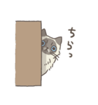 ひまねこ〜ヒマラヤンスタンプ〜（個別スタンプ：35）