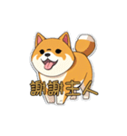 柴犬は最も可愛いです（個別スタンプ：35）