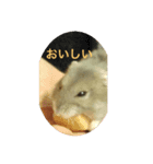 小粒コレクション（個別スタンプ：3）