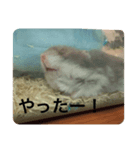 小粒コレクション（個別スタンプ：5）