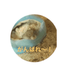 小粒コレクション（個別スタンプ：6）
