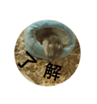 小粒コレクション（個別スタンプ：7）