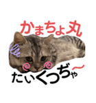 ねこの銀次くん2（個別スタンプ：3）