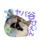 ねこの銀次くん2（個別スタンプ：5）