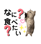ねこの銀次くん2（個別スタンプ：17）