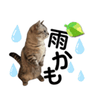 ねこの銀次くん2（個別スタンプ：19）