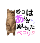ねこの銀次くん2（個別スタンプ：20）