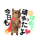 ねこの銀次くん2（個別スタンプ：23）