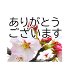 *花*桜 ていねいVer.（個別スタンプ：1）